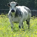 La Fermette Blanche Отель типа 