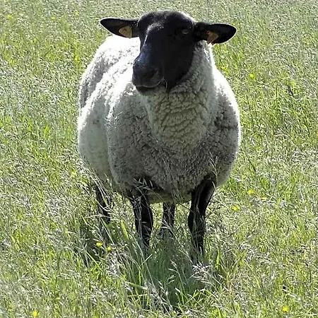 La Fermette Blanche Nadrin