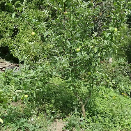 Bed & Breakfast La Fermette Blanche