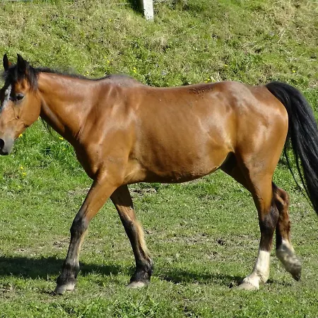 La Fermette Blanche Nadrin