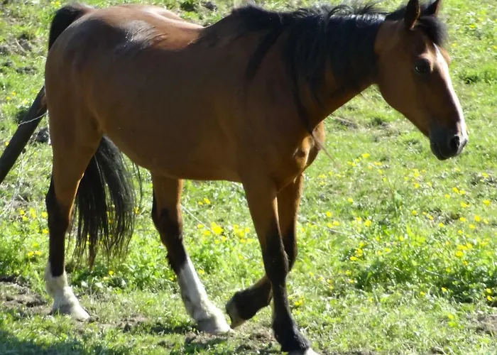 Nocleg ze śniadaniem La Fermette Blanche 3*